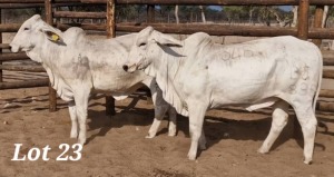 2X GREY BRAHMAN HEIFER LEON VOSTER