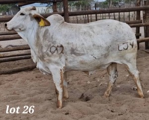 1X RED BRAHMAN HEIFER LEON VOSTER