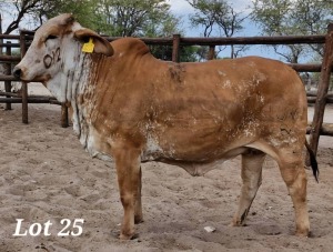 1X RED BRAHMAN HEIFER LEON VOSTER