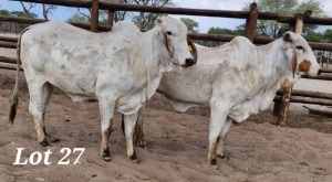 2X RED BRAHMAN HEIFER LEON VOSTER