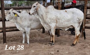 2X RED BRAHMAN HEIFER LEON VOSTER