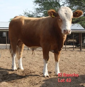 1X SIMMENTALER BULL BARNIE