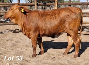 1X DRAUGHTMASTER HEIFER LEON VOSTER