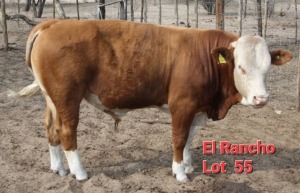 1X SIMMENTALER BULL BARNIE