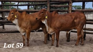 2X RED BRAHMAN HEIFER LEON VOSTER