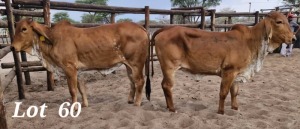 2X RED BRAHMAN HEIFER LEON VOSTER