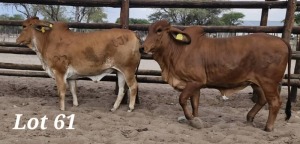 2X RED BRAHMAN HEIFER LEON VOSTER