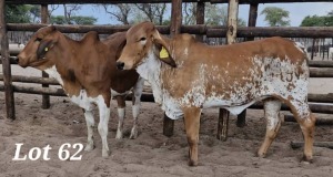 2X RED BRAHMAN HEIFER LEON VOSTER