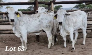 3X GREY BRAHMAN HEIFER LEON VOSTER