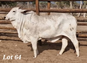 1X GREY BRAHMAN HEIFER LEON VOSTER