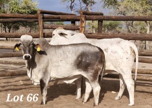 2X GREY BRAHMAN HEIFER LEON VOSTER