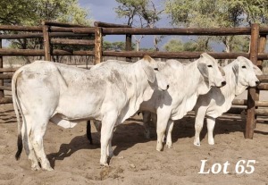 3X GREY BRAHMAN HEIFER LEON VOSTER