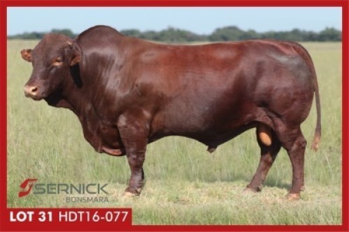 LOT 31 HDT 160077