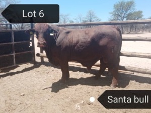 1X SANTA BULL STEVEN VOSTER