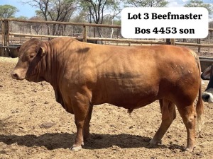 1X BEEFMASTER BULL BERTUS