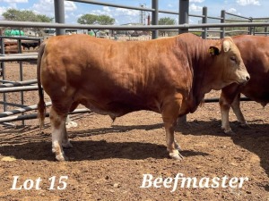 WITHDRAWN - 1X BEEFMASTER BULL CALLIE LAMCKE