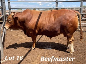 1X BEEFMASTER BULL CALLIE LAMCKE