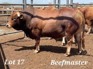 1X BEEFMASTER BULL CALLIE LAMCKE