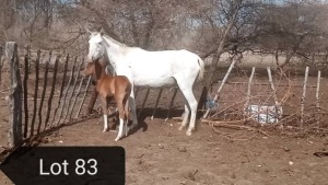 1+1X HORSE MARE & FOAL STEVEN VOSTER