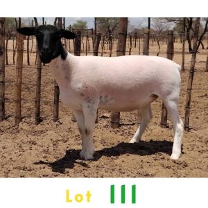 1X DORPER EWE JOSEPH BIMBO