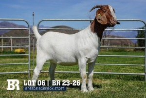 1X BOER GOAT FLOCK DOE BREEDE BOERBOKSTOET