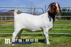 1X BOER GOAT FLOCK DOE BREEDE BOERBOKSTOET