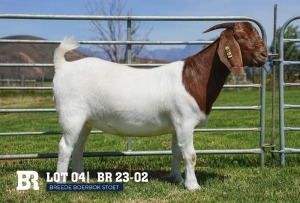 1X BOER GOAT FLOCK DOE BREEDE BOERBOKSTOET