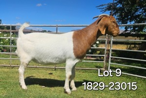 WITHDRAWN - 1X BOER GOAT DOE ODESSA BOERBOK STOET