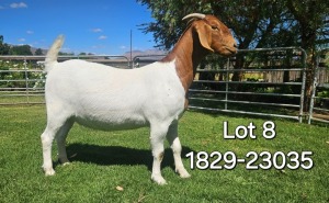 1X BOER GOAT DOE ODESSA BOERBOK STOET