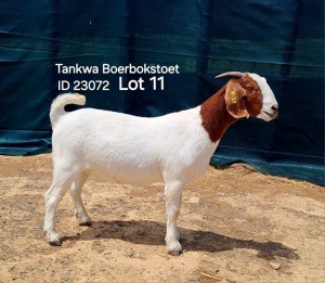 1X BOER GOAT FLOCK DOE TANKWABOERBOKSTOET