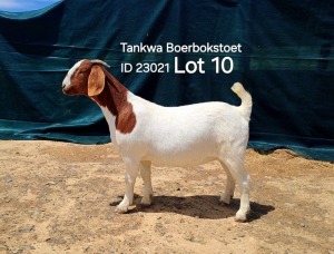 1X BOER GOAT STUD DOE TANKWABOERBOKSTOET