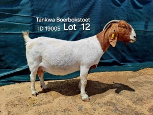 1+2X BOER GOAT FLOCK DOE TANKWABOERBOKSTOET