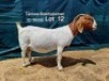1+2X BOER GOAT FLOCK DOE TANKWABOERBOKSTOET