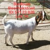 1X BOER GOAT FLOCK DOE BIEDOUW BOERBOKSTOET 571