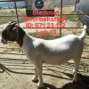 1X BOER GOAT FLOCK DOE BIEDOUW BOERBOKSTOET 571