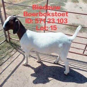 1X BOER GOAT FLOCK DOE BIEDOUW BOERBOKSTOET 571