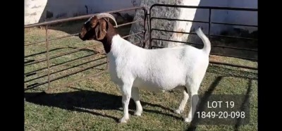 WITHDRAWN - 1X BOER GOAT DOE POSSTAL BOERBOKSTOET (1849)