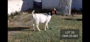 1X BOER GOAT STUD DOE POSSTAL BOERBOKSTOET (1849)