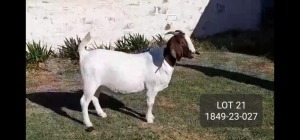 1X BOER GOAT FLOCK DOE POSSTAL BOERBOKSTOET (1849)