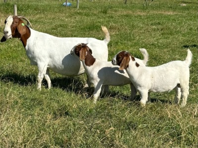 1+2X BOER GOAT FLOCK DOE JOURDAN BOERBOKSTOET 1487