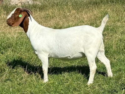 1X BOER GOAT FLOCK DOE JOURDAN BOERBOKSTOET 1487