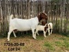 1X BOER GOAT STUD DOE DERDERIVIER BBS