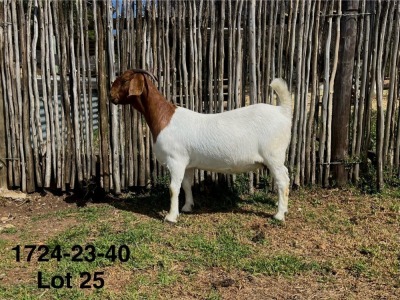 1X BOER GOAT STUD DOE DERDERIVIER BBS