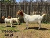 1X BOER GOAT FLOCK DOE DERDERIVIER BBS