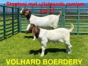 1+1X BOER GOAT FLOCK DOE VOLHARD BOERDERY