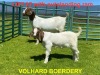 1+1X BOER GOAT FLOCK DOE VOLHARD BOERDERY - 2