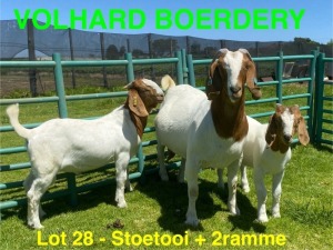 1+2X BOER GOAT STUD DOE VOLHARD BOERDERY