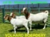 1+2X BOER GOAT STUD DOE VOLHARD BOERDERY - 5