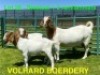 1+2X BOER GOAT STUD DOE VOLHARD BOERDERY - 6