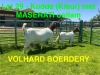 1+1X BOER GOAT STUD DOE VOLHARD BOERDERY